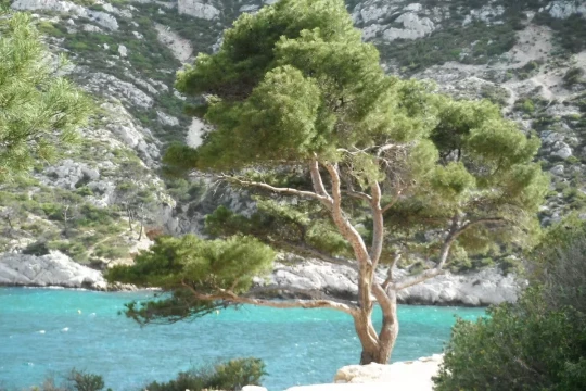 Calanque de Sormiou